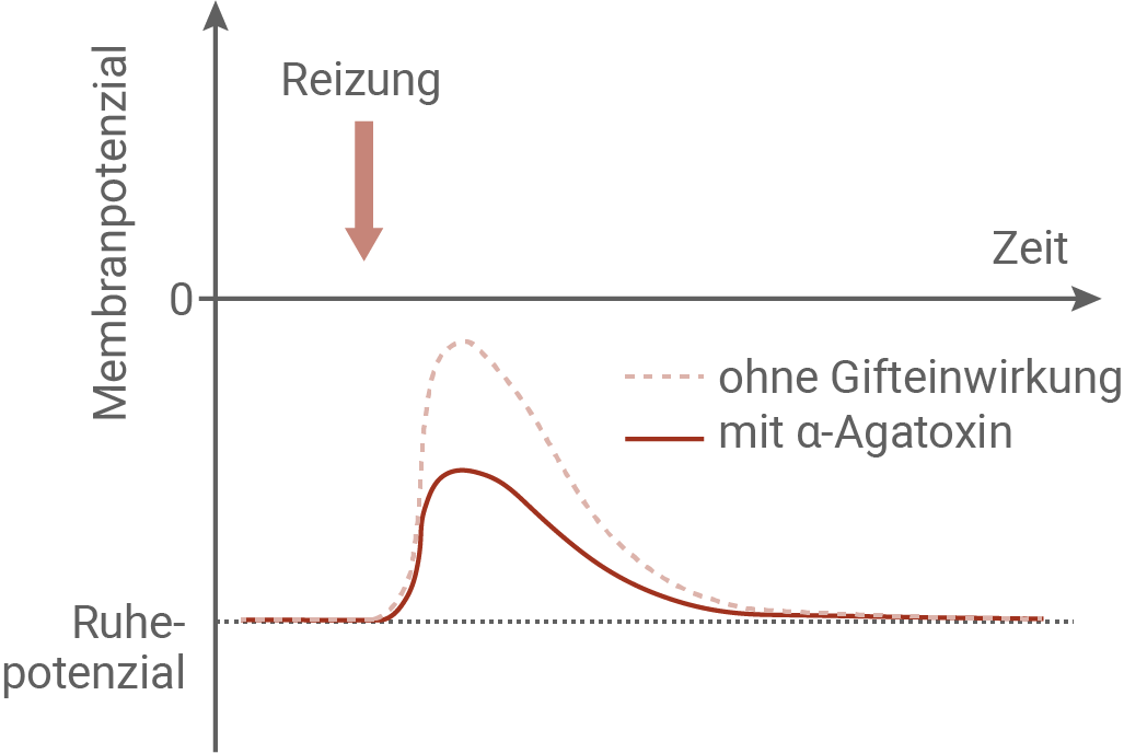 Diagramm zeigt Membranpotential in Abhängigkeit von Zeit und Reizung, mit und ohne α-Agatoxin.