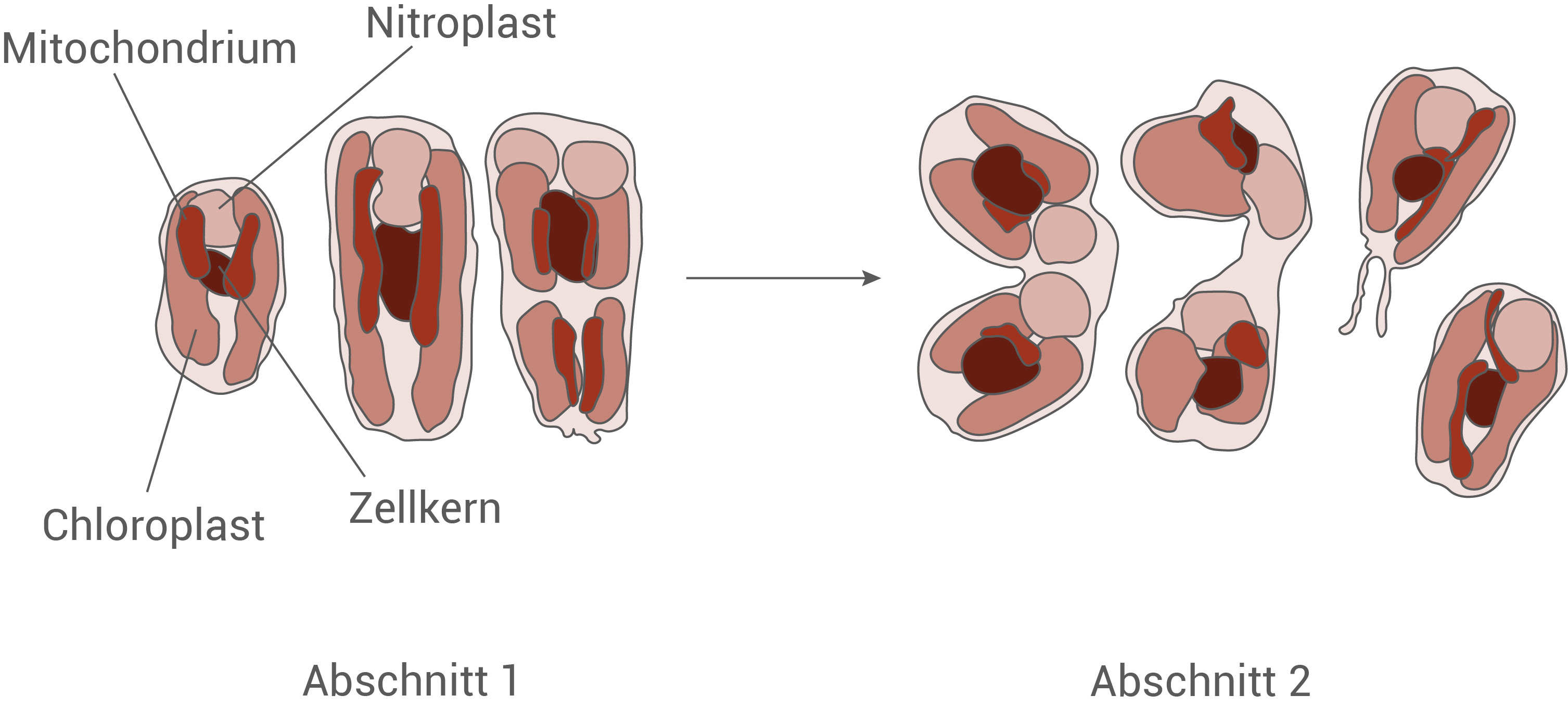 Diagramm von Zellorganellen mit Beschriftungen und zwei Abschnitten.