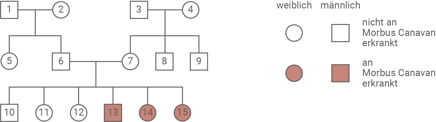 Stammbaum-Diagramm mit Symbolen für Geschlecht und Morbus Canavan.