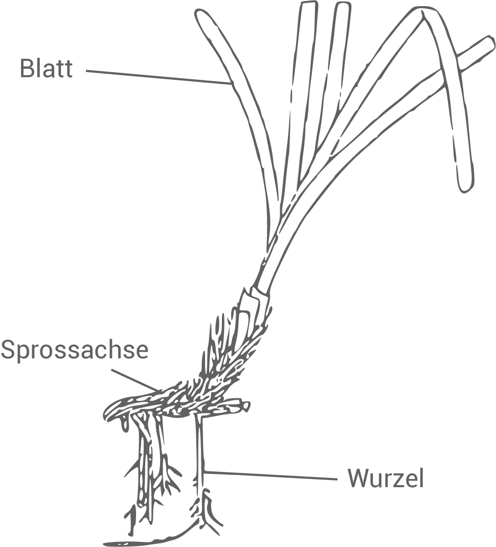 Schematische Darstellung einer Pflanze mit Blatt, Sprossachse und Wurzel.