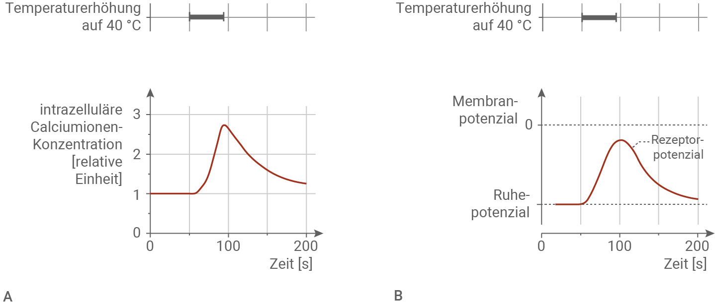 Zwei Diagramme: links intrazelluläre Calciumkonzentration mit Peak bei ~100 s, rechts Membranpotenzial mit Rezeptorpotenzial-Peak.