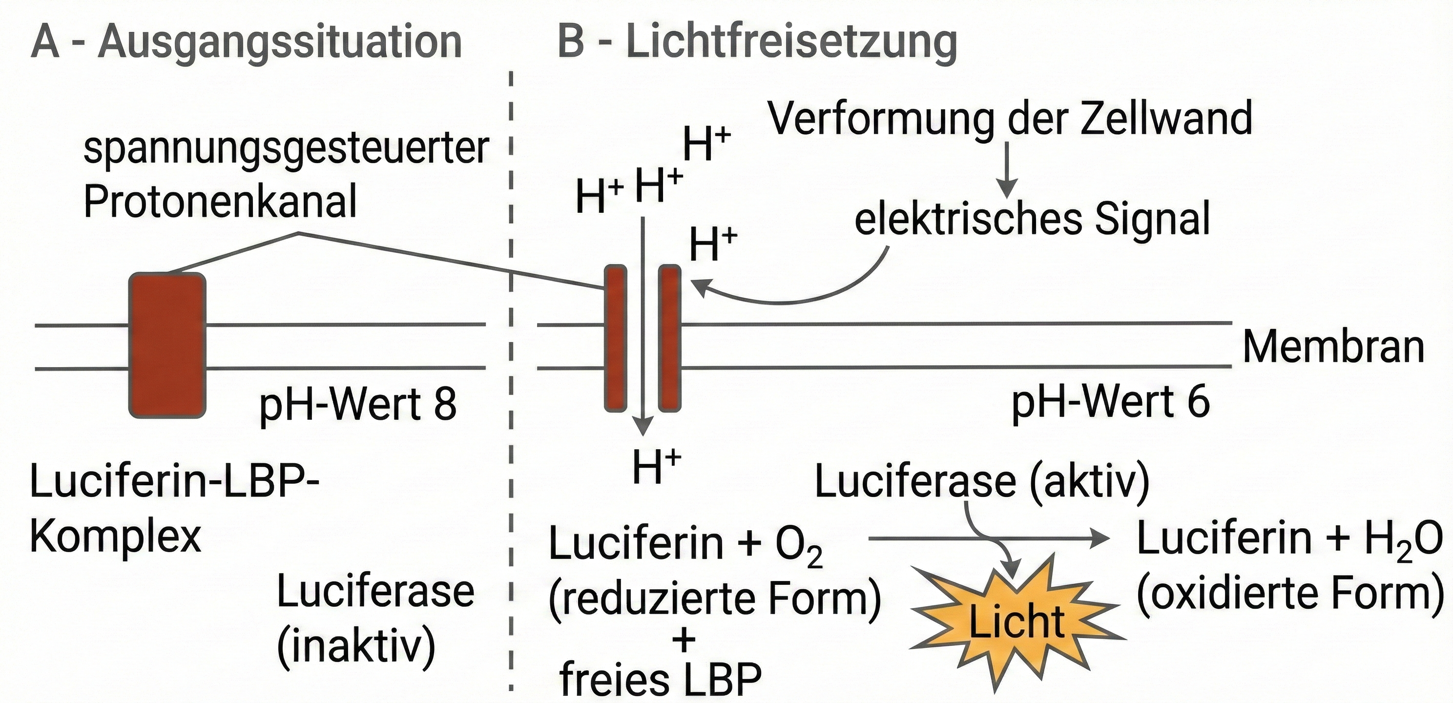 Prozesse in Scintillons von Geißelalgen