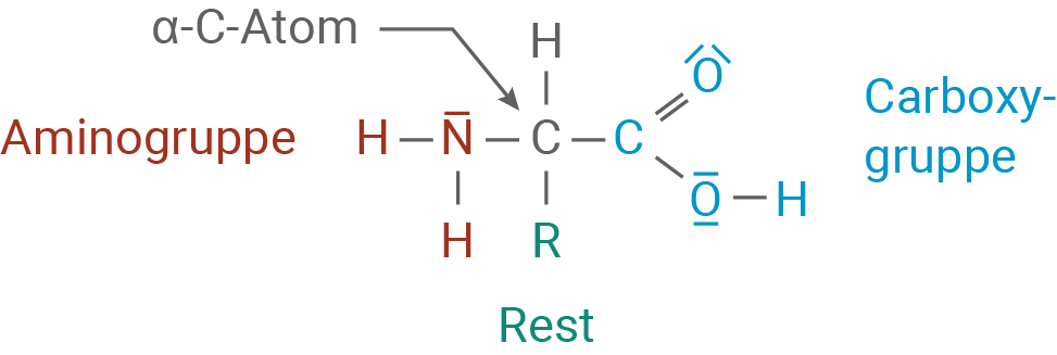 baden württemberg bio basiswissen biomoleküle proteine struktur einer alpha aminosäure