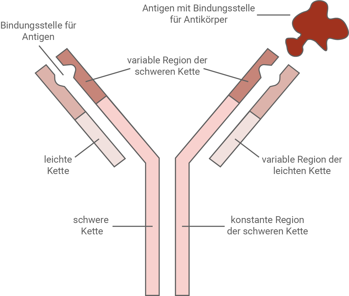 baden württemberg bio basiswissen immunbiologie erworbene immunität antigen-antikörper-reaktion aufbaue eines antikörper