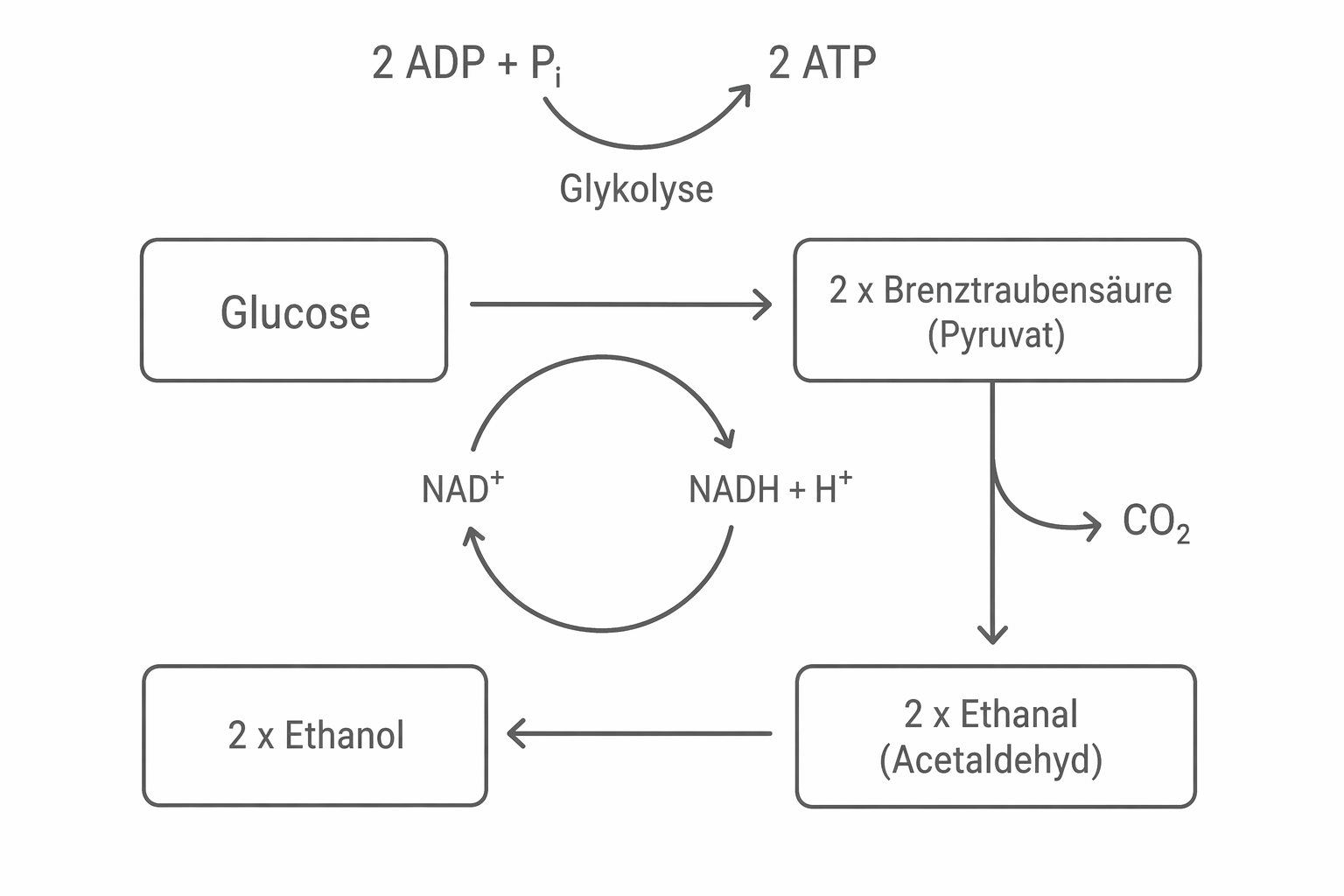 Schematische Darstellung alkoholischer Gärung: Glucose → Pyruvat → Acetaldehyd → Ethanol, CO₂, NADH/NAD⁺