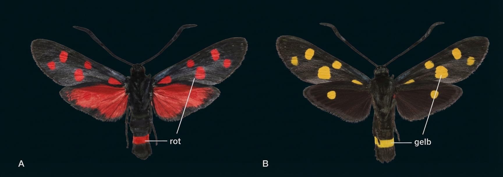 Zwei Motten nebeneinander: links mit roten Flügelpunkten und rotem Bauchring (A), rechts mit gelben Punkten und gelbem Ring (B).