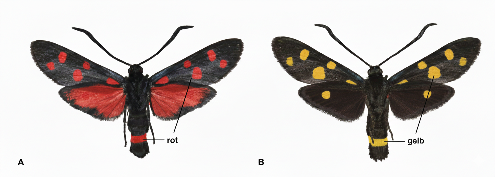 Zwei Motten nebeneinander: links mit roten Flügelpunkten und rotem Bauchring (A), rechts mit gelben Punkten und gelbem Ring (B).