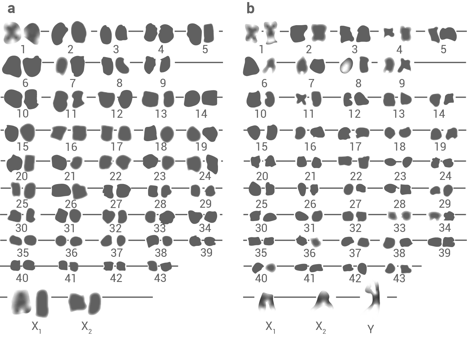 Diagramm mit mehreren grauen, unregelmäßigen Formen, unterteilt in zwei Abschnitte a und b, nummeriert von 1 bis 43.