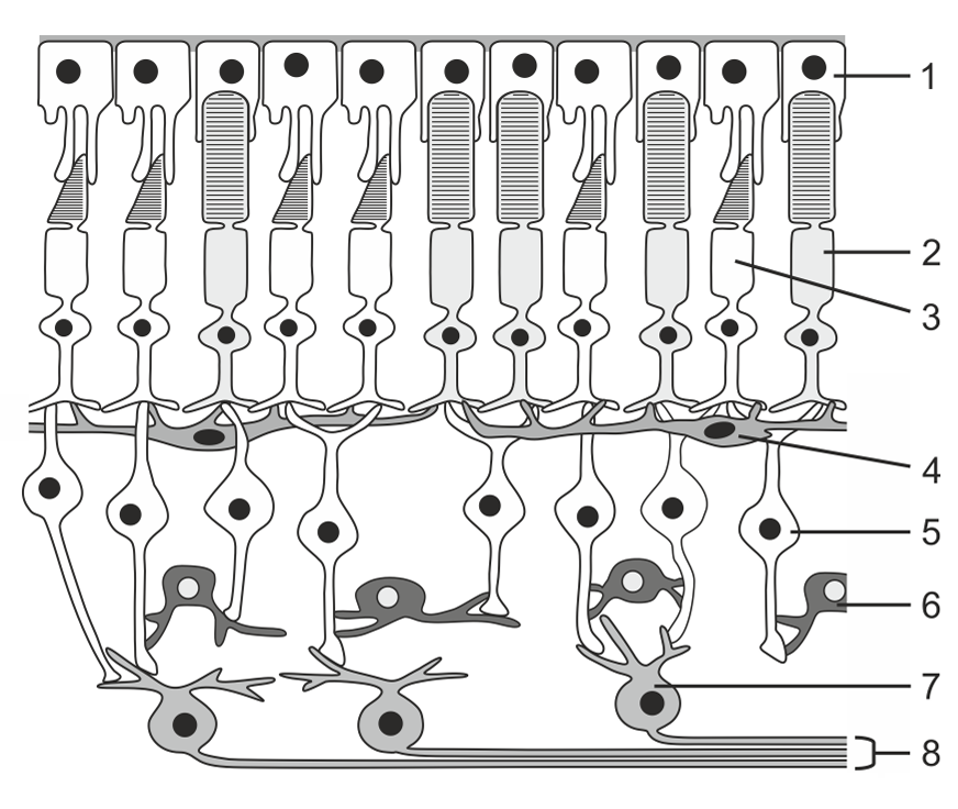 Schematische Netzhaut mit Photorezeptoren und Nervenzellen.