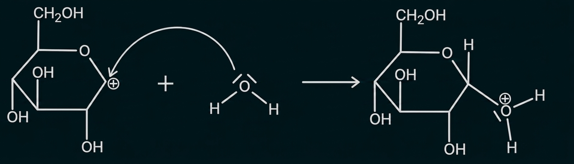 Schematische Abbildung: cyclisches Zuckermolekül reagiert mit einer kleinen Sauerstoffverbindung und bildet ein protoniertes Zuckerring-Oxonium.