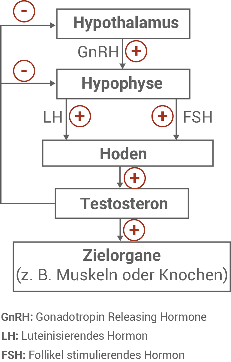 Regelkreis Testosteron
