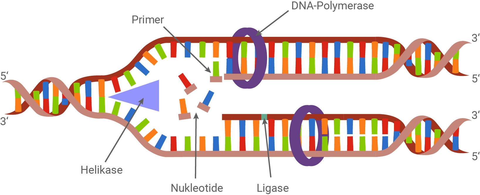 baden württemberg bio basiswissen dna und replikation ablauf der replikation