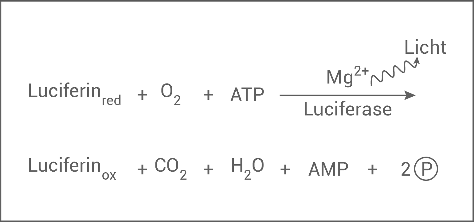 bio abi 2023 bayern luciferin