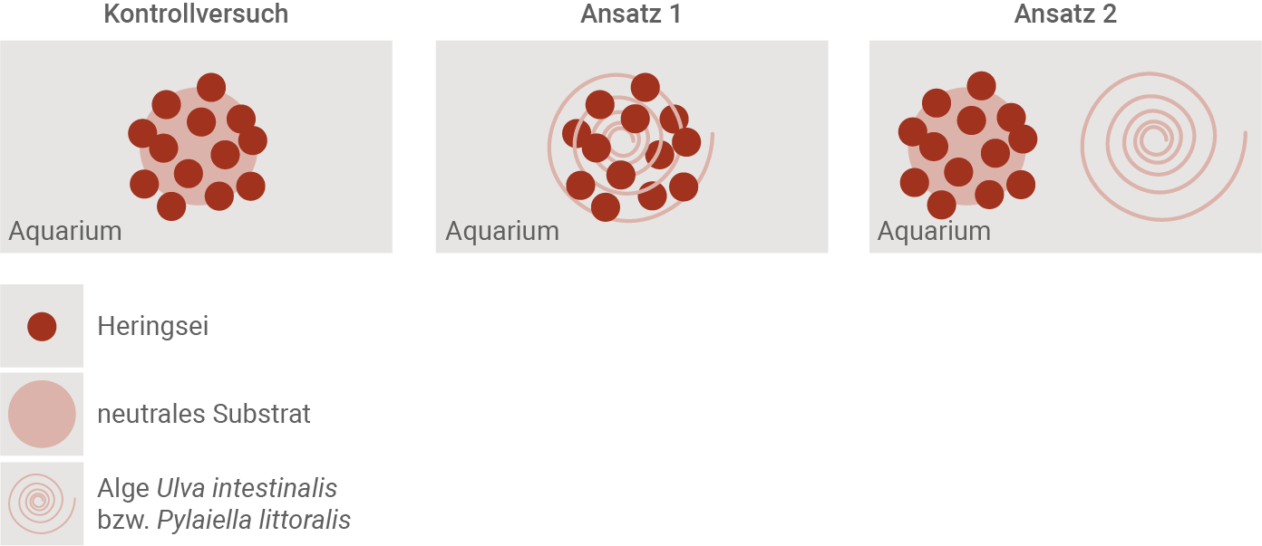 Drei Aquarium-Ansichten: Kontrollversuch, Ansatz 1 (Eier mit Spirale), Ansatz 2 (Eier plus separate Spirale); Legende: Heringssei, Substrat, Alge.