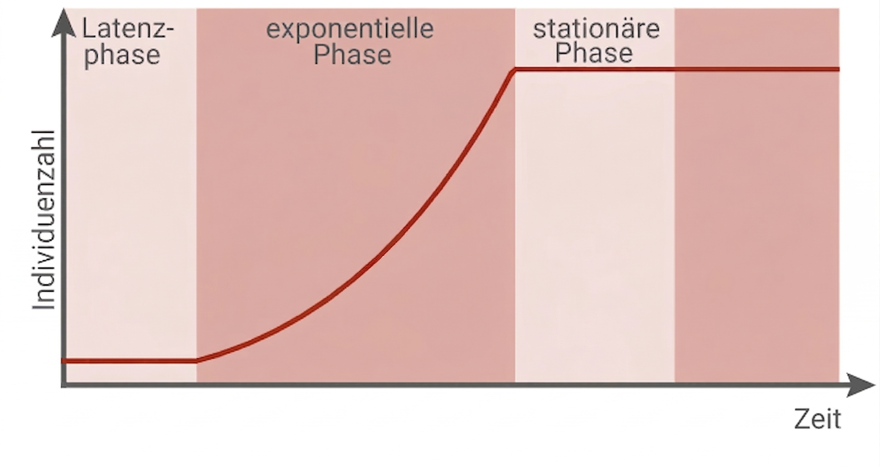 Populationsentwicklung bis zur stationären Phase