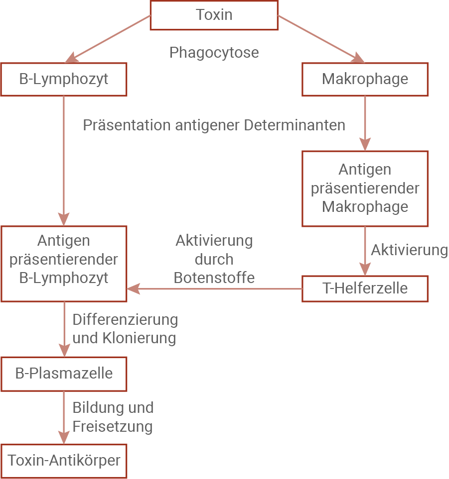 fließschema toxin-antikörper