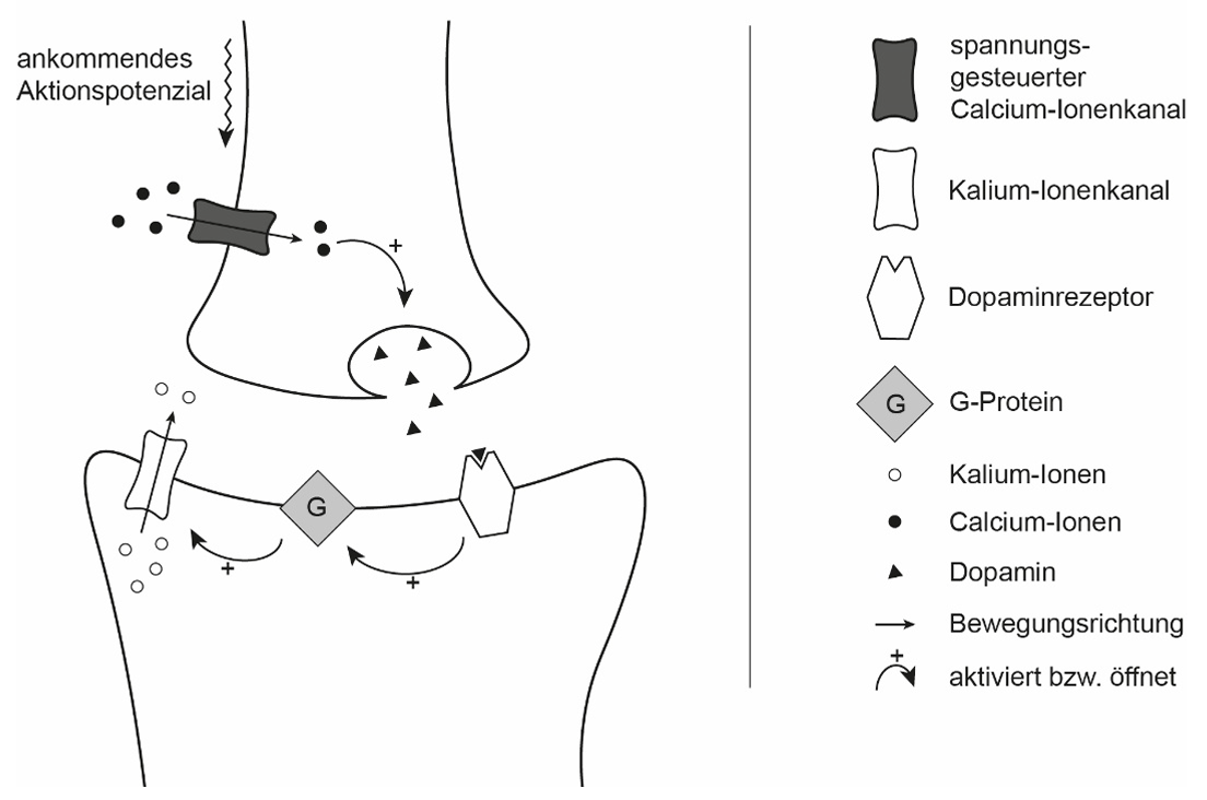 Schematische Synapse: ankommendes Aktionspotenzial, Calcium-Einstrom, Dopaminausschüttung, Dopaminrezeptor, G-Protein und Kaliumkanal