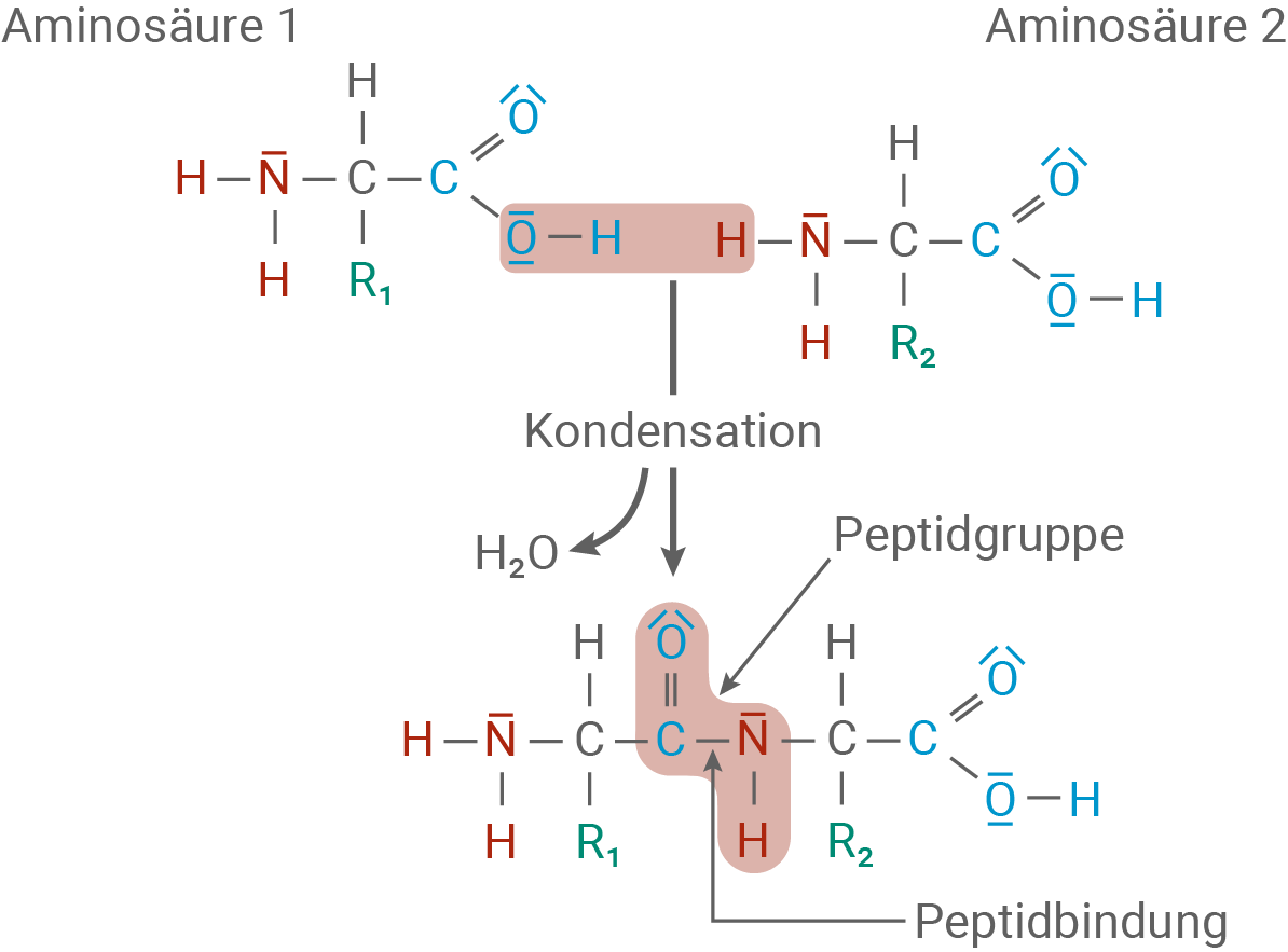baden württemberg bio basiswissen biomoleküle proteine bildung einer peptidgruppe