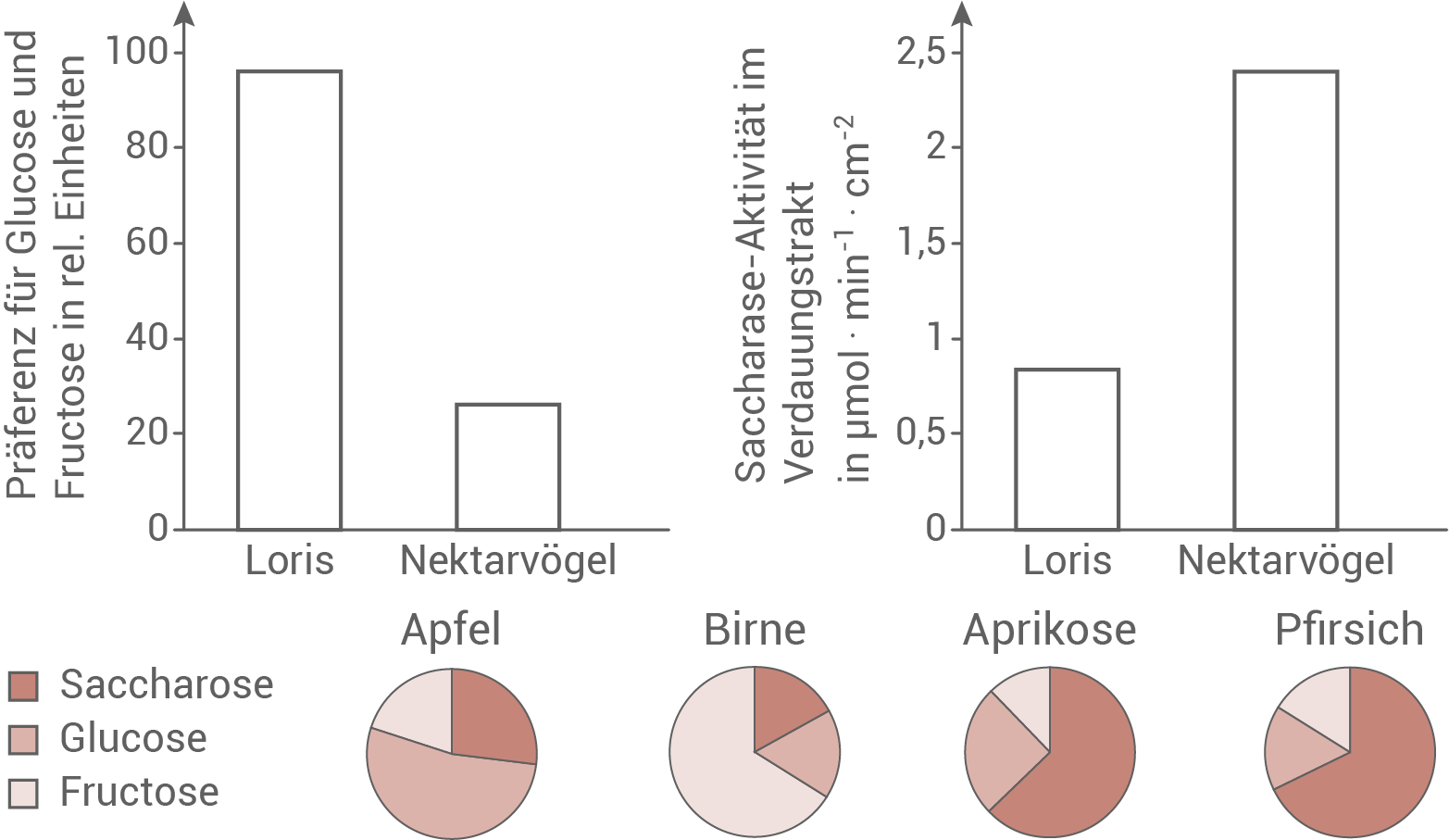 bio abi 2022 bayern australische papageien