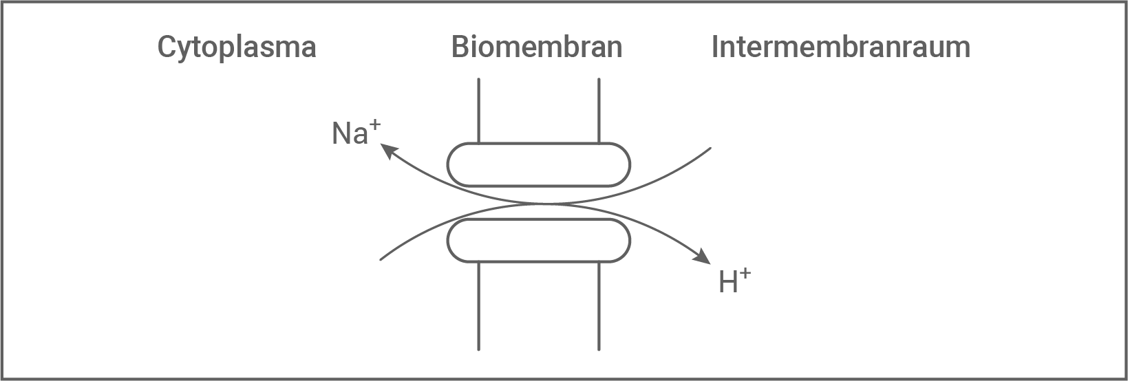 bio abi 2023 bayern biomembran