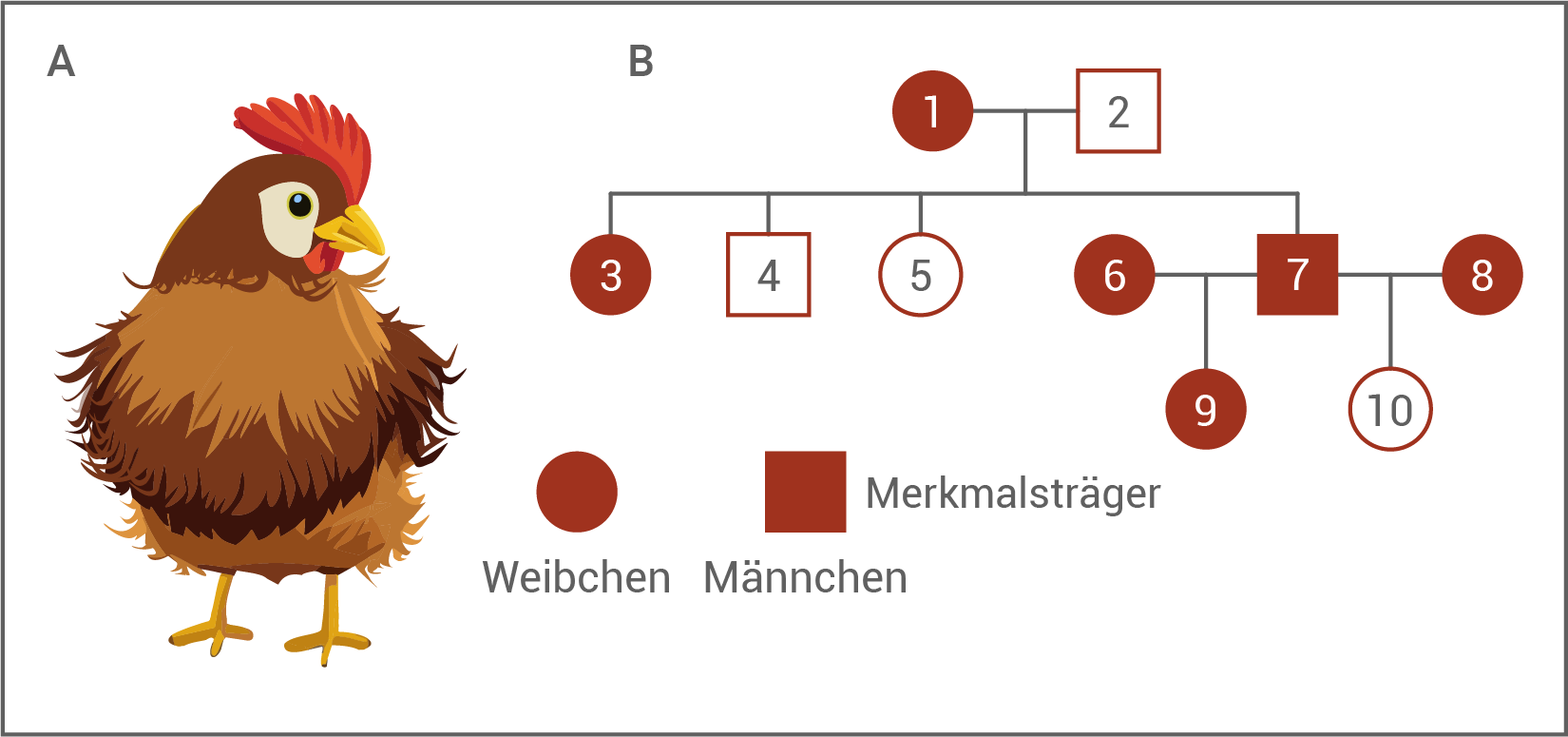 bio abi 2023 bayern huhn gestruppt