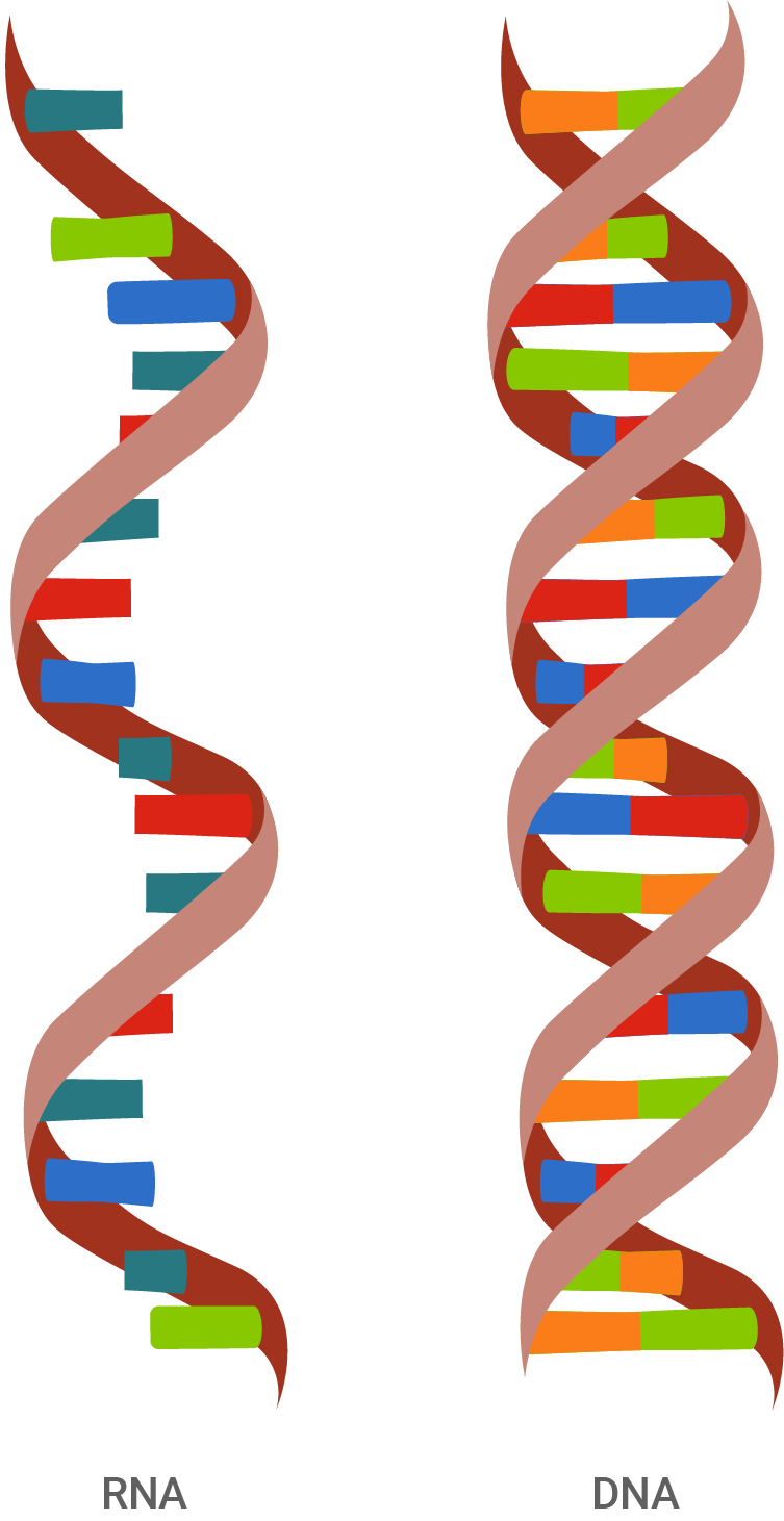 baden württemberg bio basiswissen dna und replikation vergleich von rna und dna