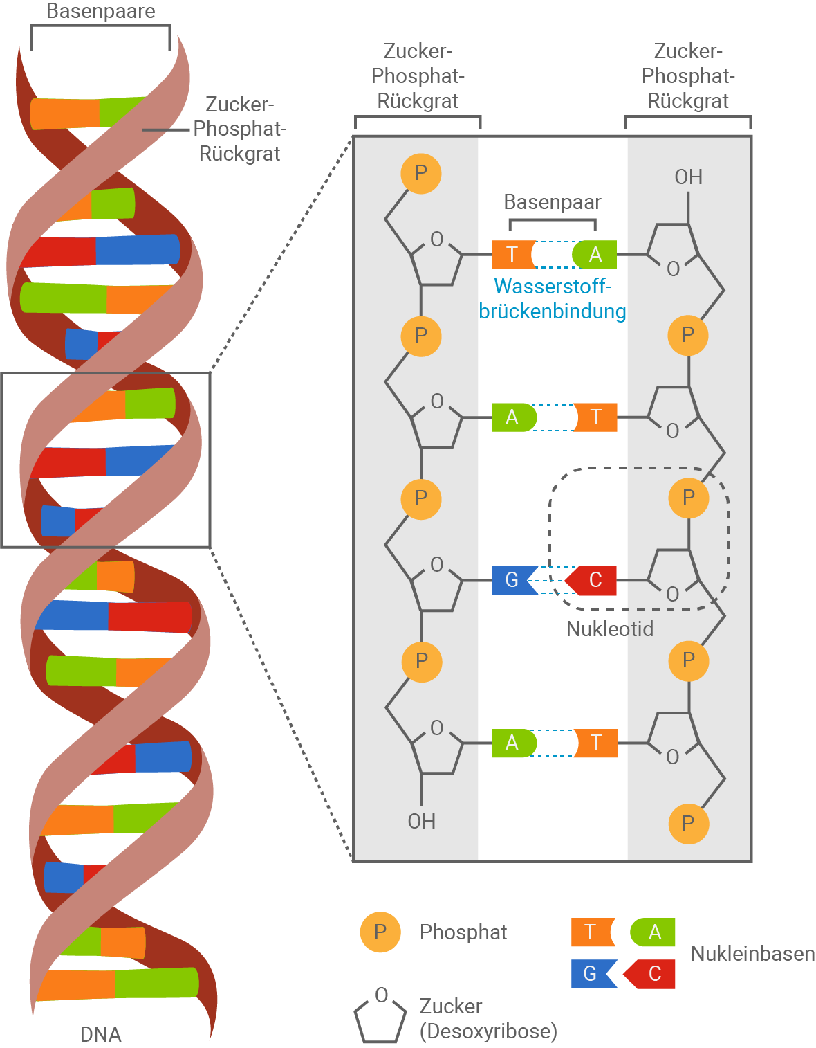 baden württemberg bio basiswissen dna und replikation