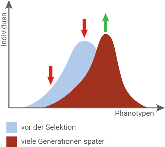baden württemberg bio basiswissen evolutionsfaktoren selektion