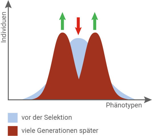baden württemberg bio basiswissen evolutionsfaktoren selektion