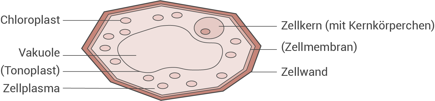 Illustration einer Pflanzenzelle mit Beschriftung der Bestandteile wie Chloroplast, Vakuole und Zellkern.