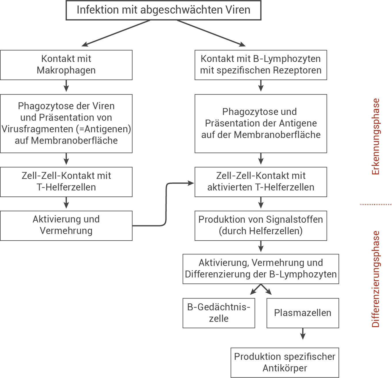 Diagramm zur Infektion mit abgeschwächten Viren und Immunantwort durch B- und T-Lymphozyten.