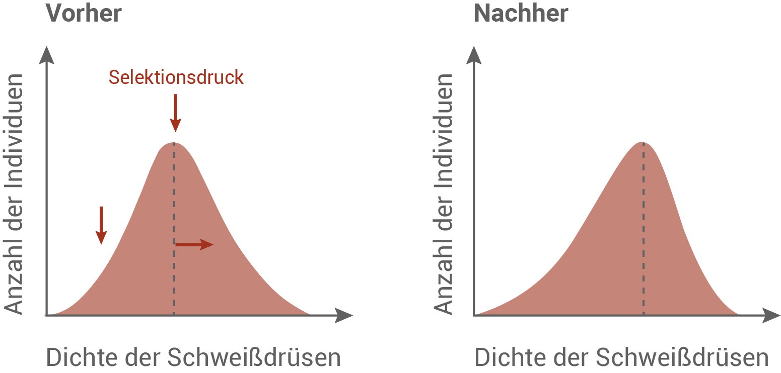 Schweißdrüsen