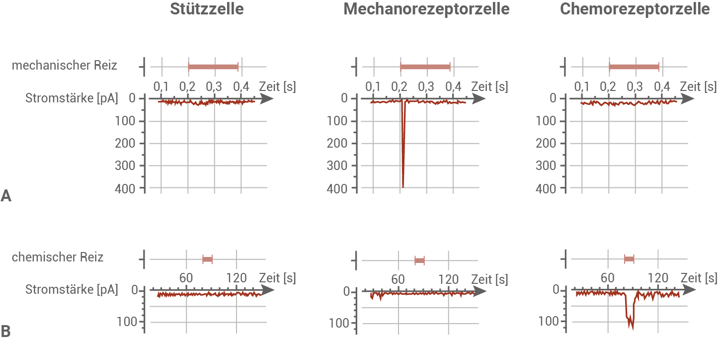 diagramme neurophysiologische untersuchung