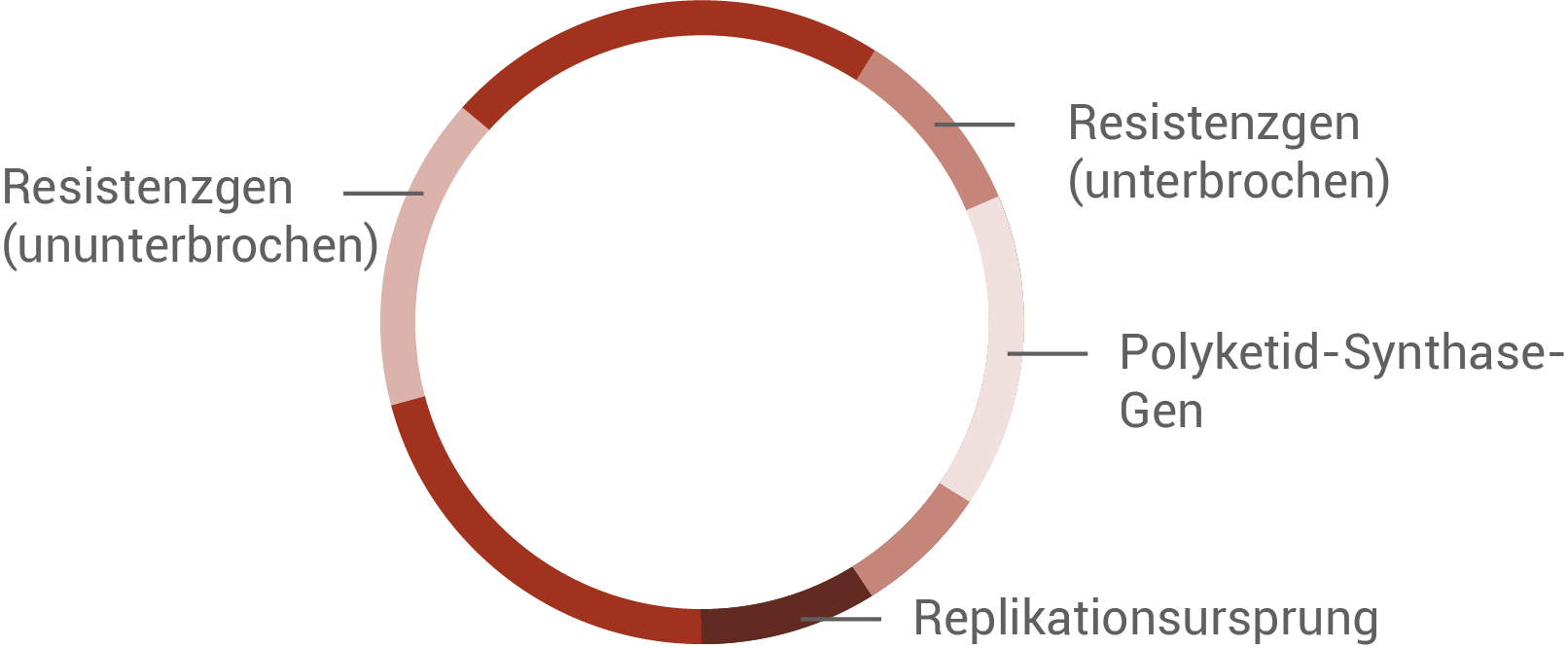 plasmid