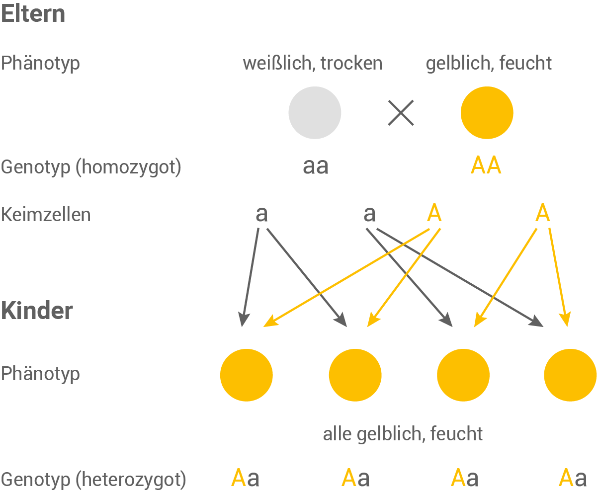 Ohrenschmalz