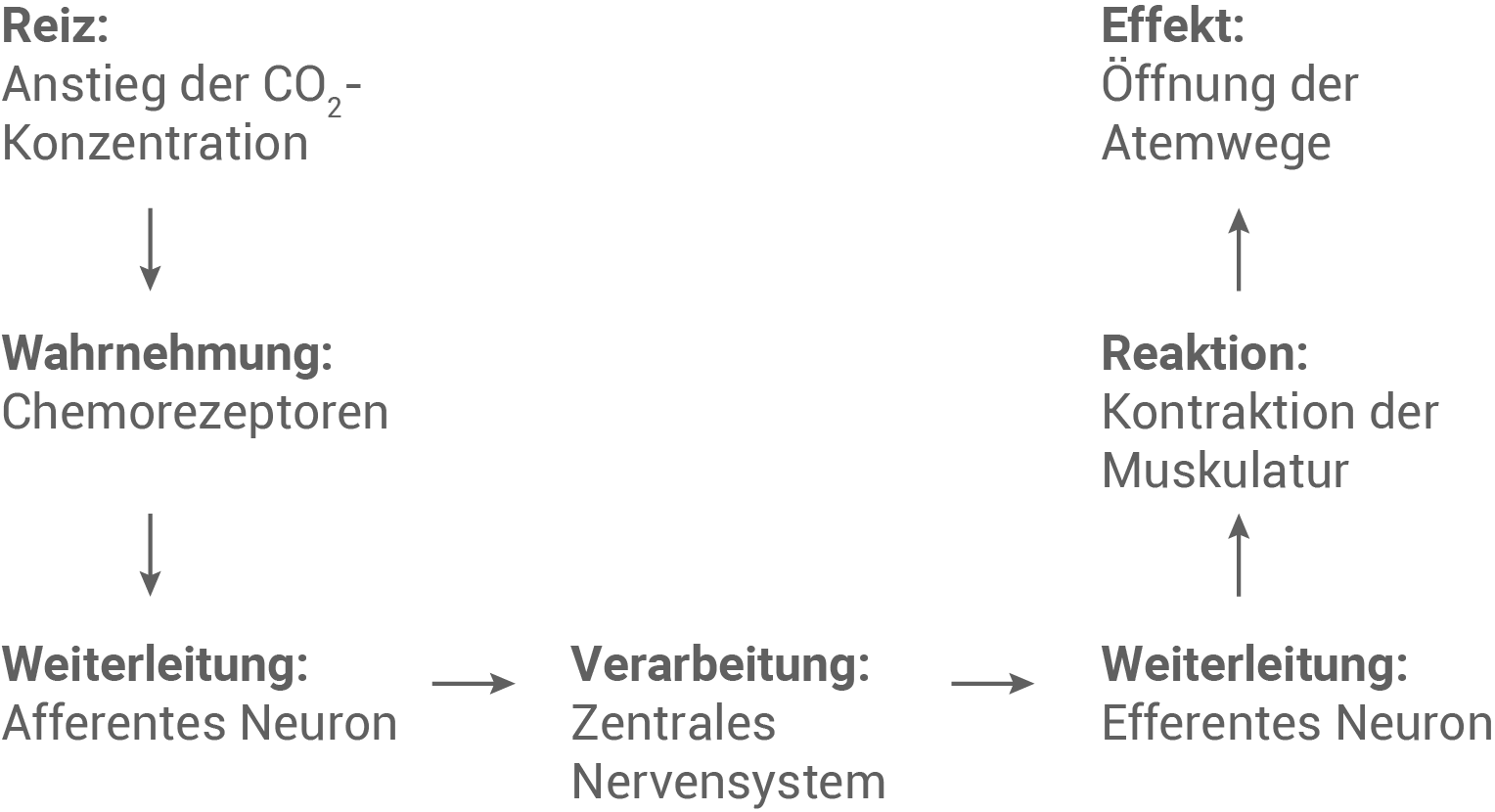 Reflexbogen