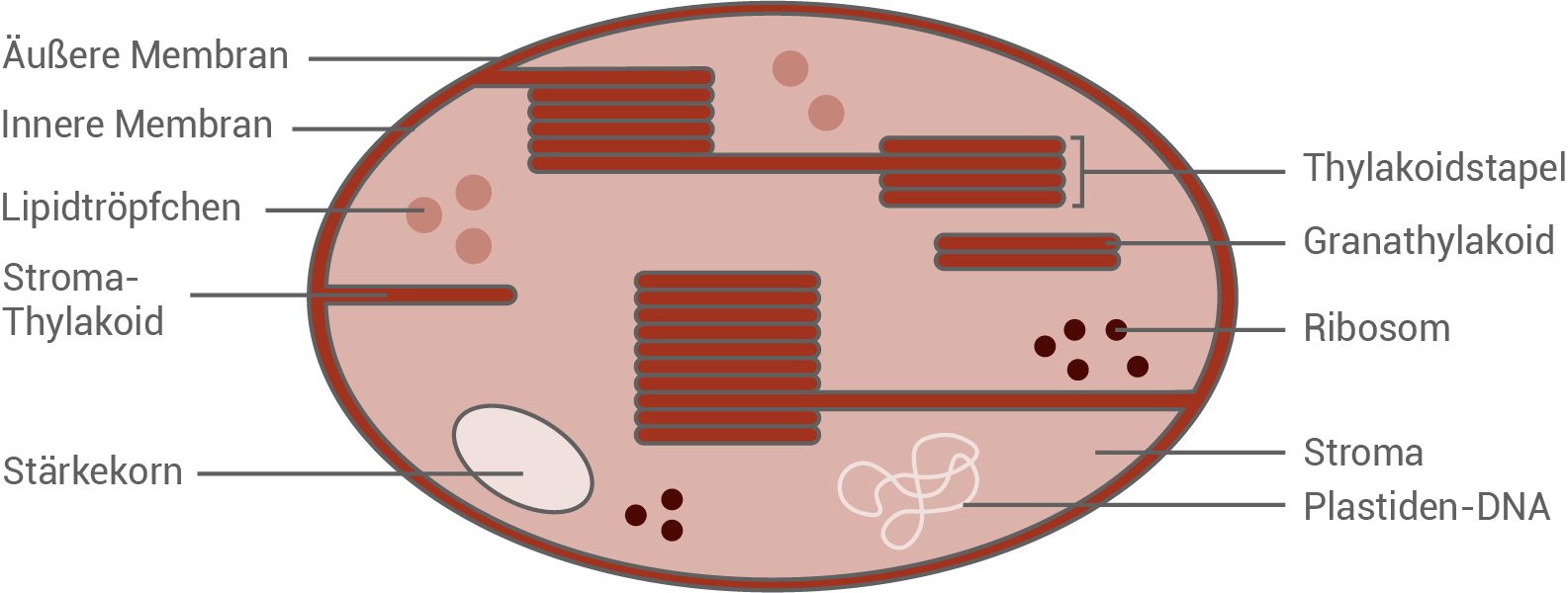Chloroplast Schwachlicht