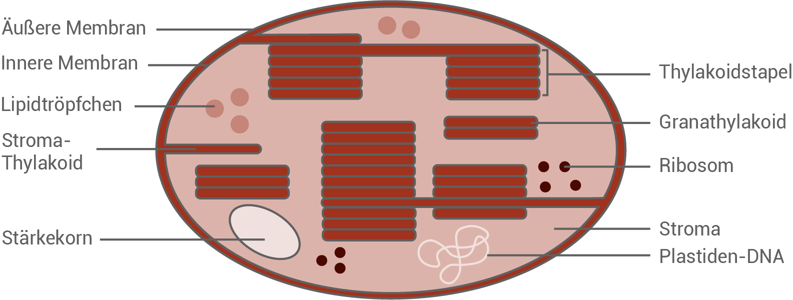 Chloroplast Starklicht