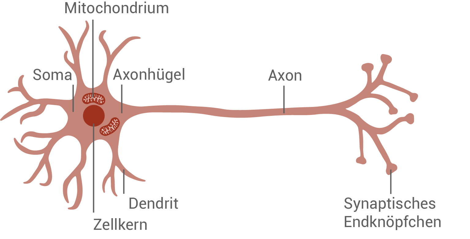 schabenneuron
