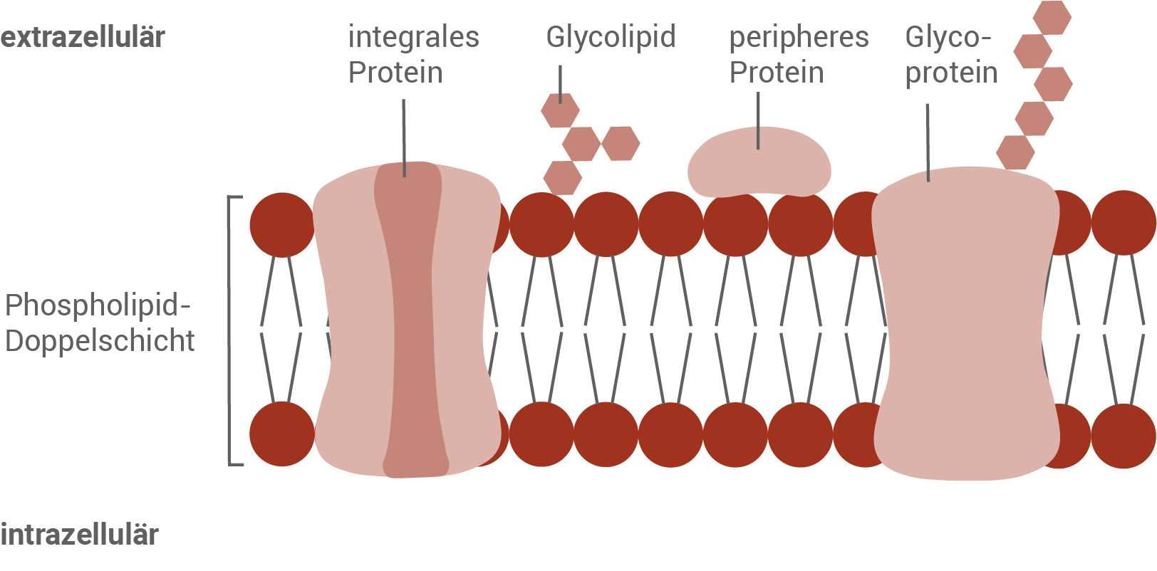 biomembran