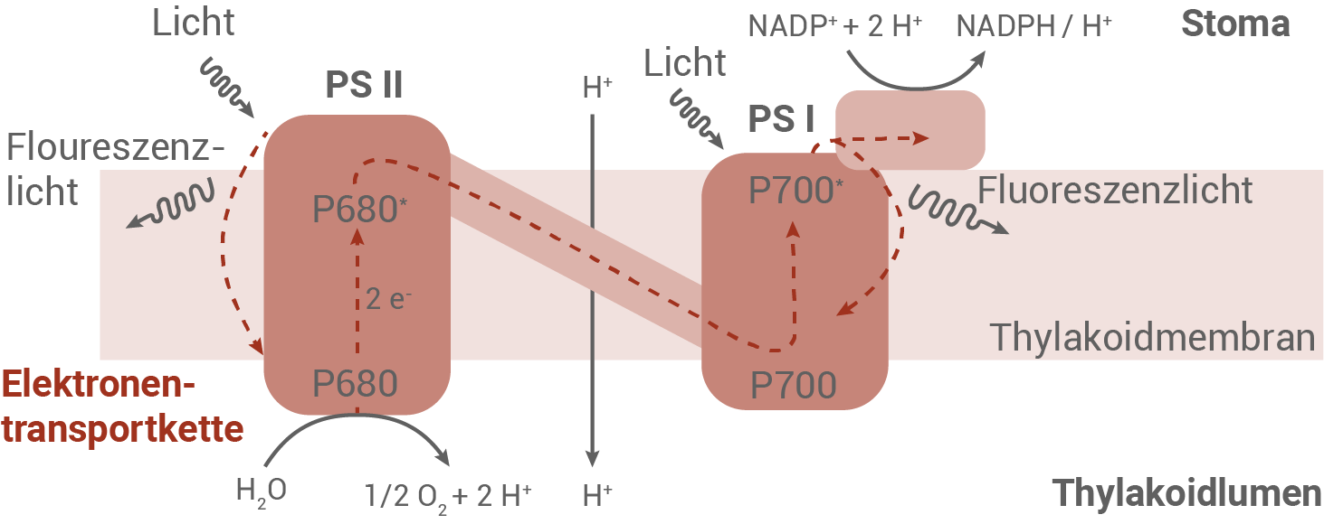 fotosynthese