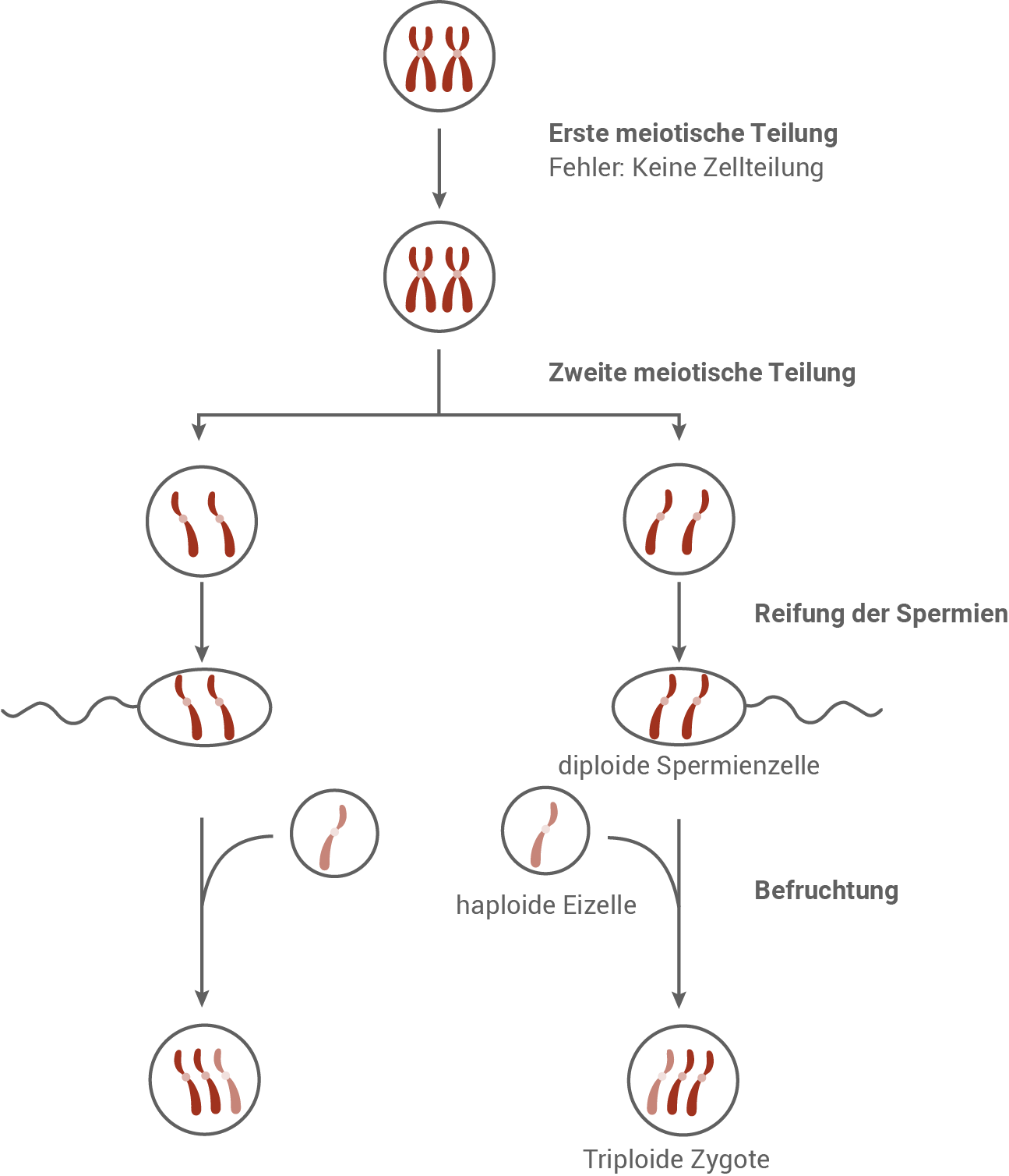 spermatogenese