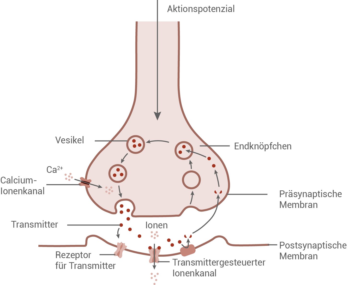 chemische Synapse