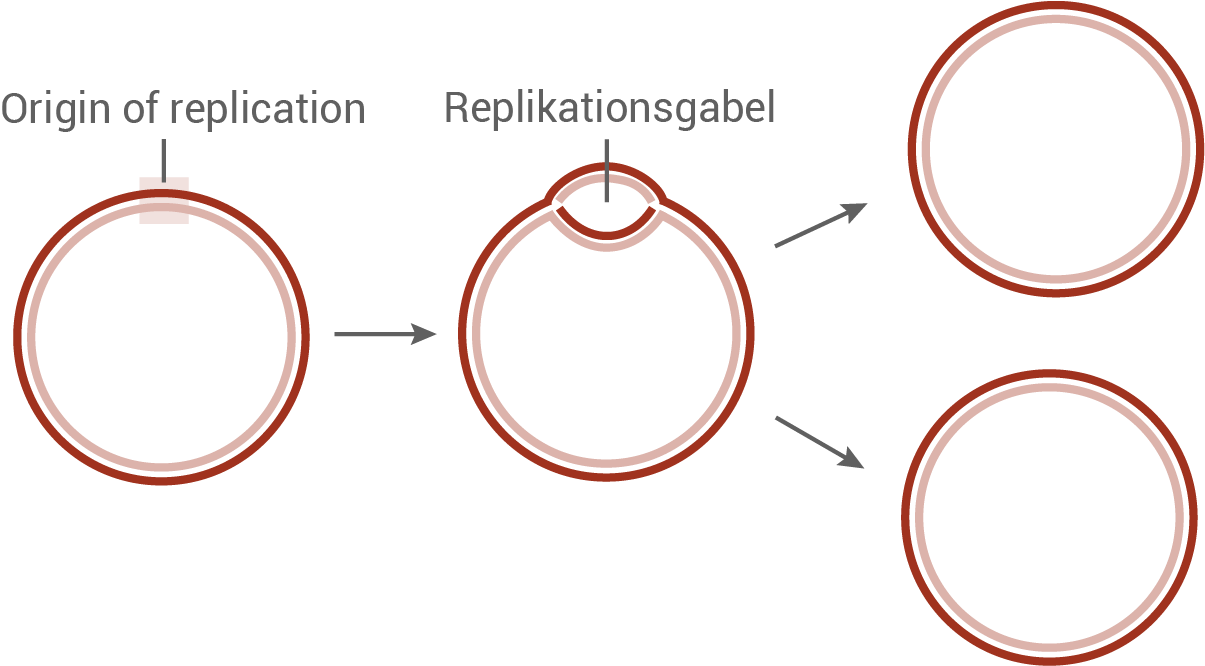 bakterielle replikation