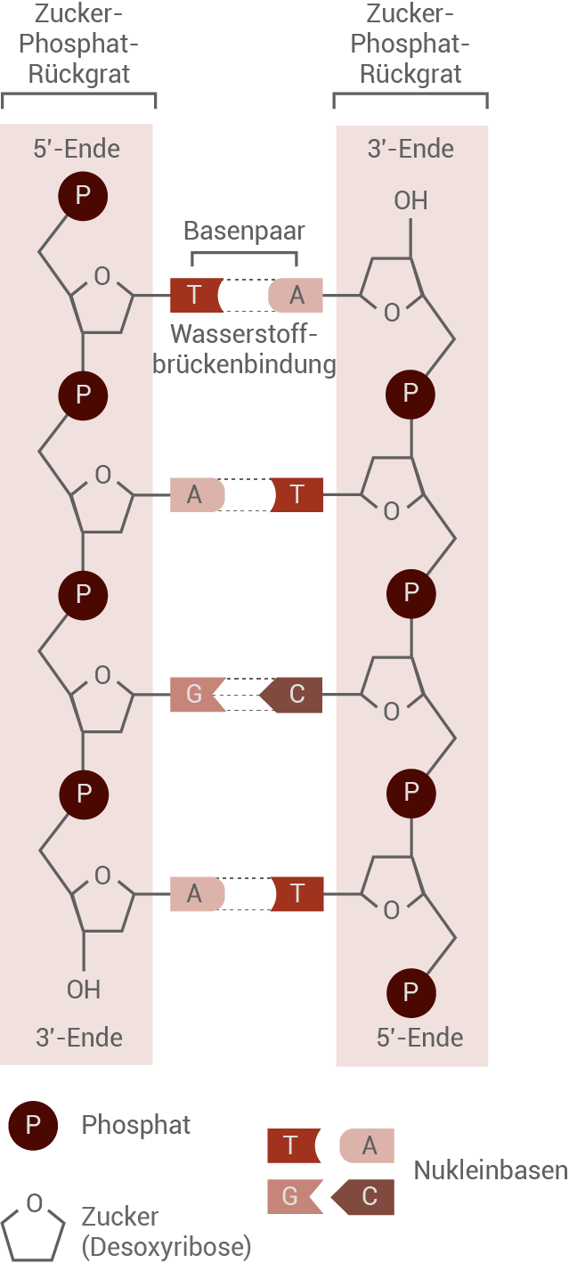 struktur der dna
