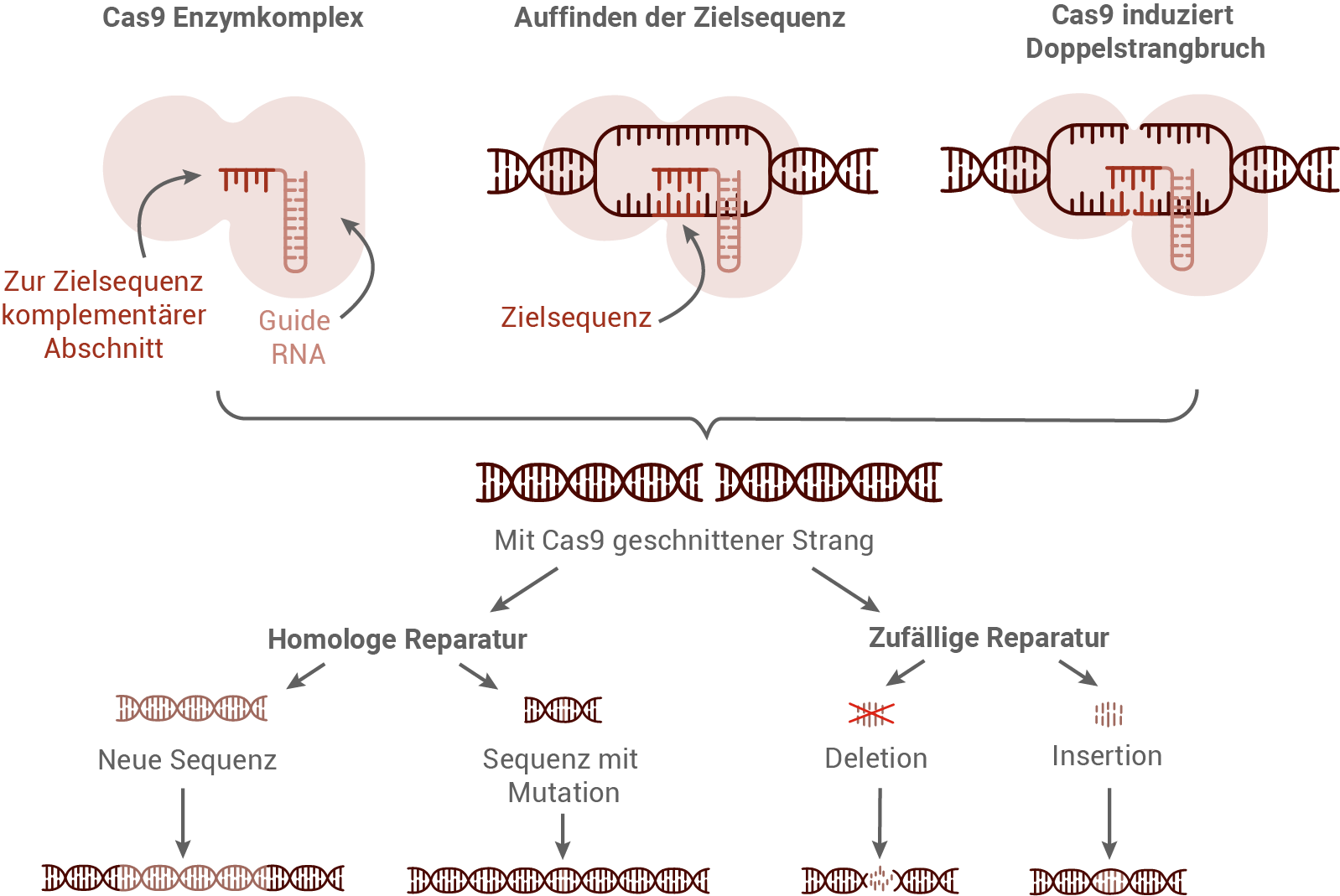 crispr cas