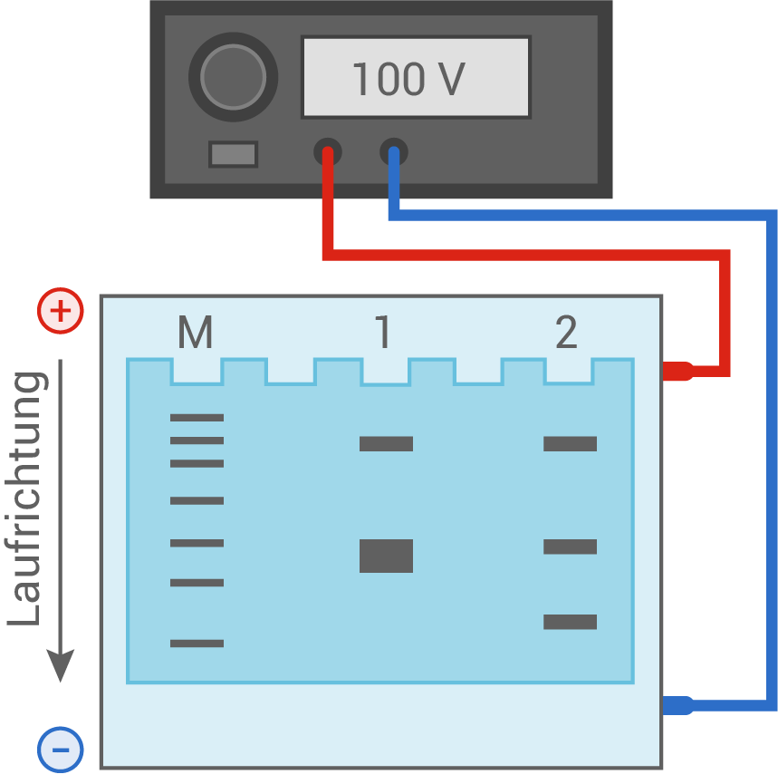 gelelektrophorese