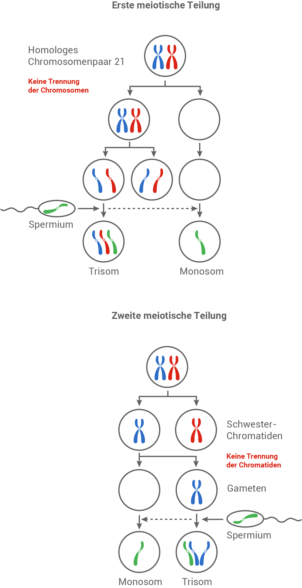 trisomie 21