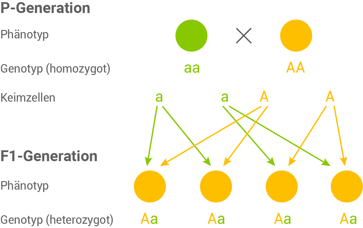 1. mendelsche regel