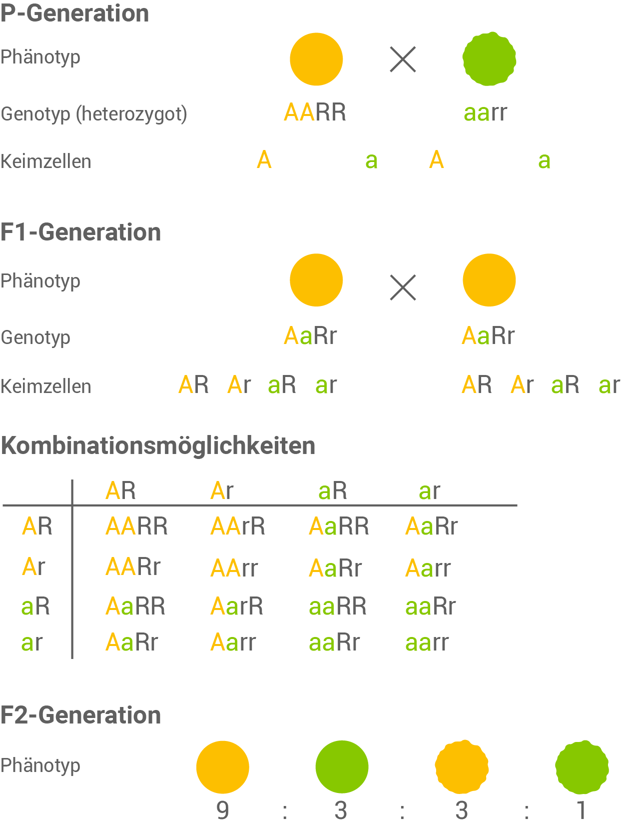 dritte mendelsche regel